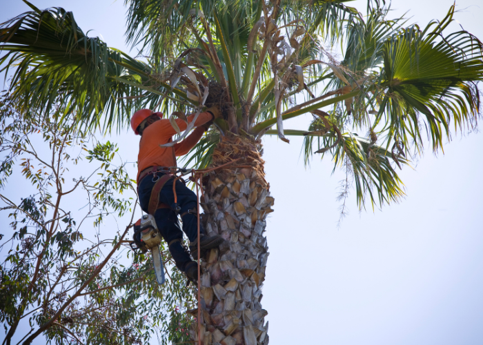 tree service polk county fl